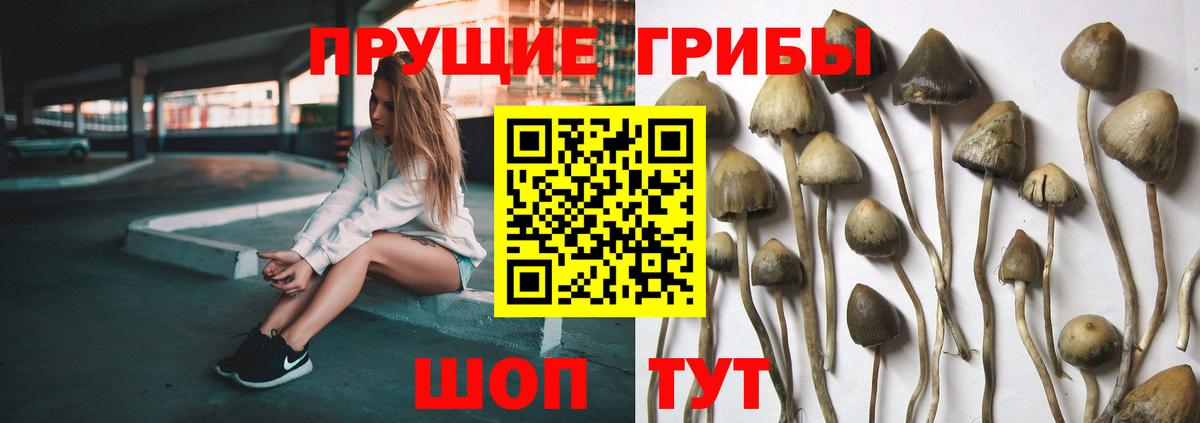Тейково  Псилоцибиновые грибы Psilocybine cubensis  Галлюциногенные грибы GOLDEN TEACHER  купить наркотик  Вход с VPN 